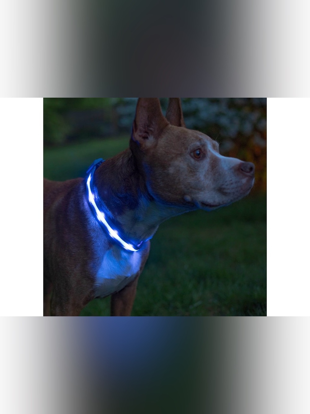 LED Blue Light Dog Collar bundle - Picture 5 of 10